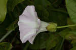 Hedge false bindweed